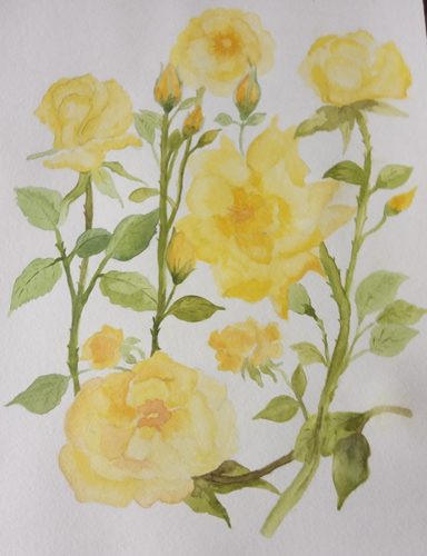 Watercolour, roses.